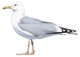 Caspian Gull Illustration