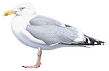 European Herring Gull Illustration