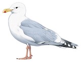 Iceland Gull Illustration