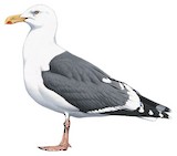 Slaty-backed Gull Illustration