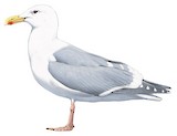 Glaucous-winged Gull Illustration