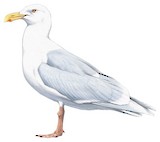 Glaucous Gull Illustration