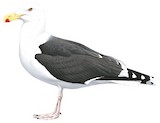 Great Black-backed Gull Illustration