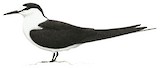 Sooty Tern Illustration