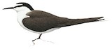 Bridled Tern Illustration