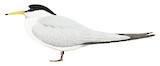 Saunders's Tern Illustration