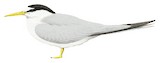 Yellow-billed Tern Illustration