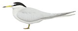 Peruvian Tern Illustration