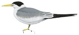 Large-billed Tern Illustration