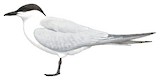 Gull-billed Tern Illustration