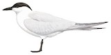 Australian Tern Illustration