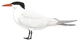 Caspian Tern Illustration