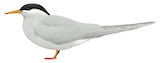 Black-fronted Tern Illustration