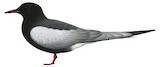 White-winged Tern Illustration