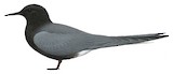 Black Tern Illustration