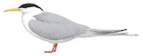 River Tern Illustration