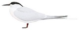 Roseate Tern Illustration