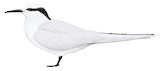 Black-naped Tern Illustration