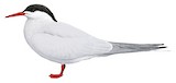 South American Tern Illustration