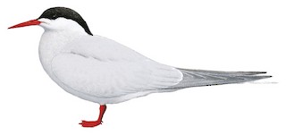 South American Tern