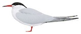 Common Tern Illustration