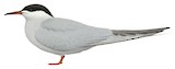 White-cheeked Tern Illustration