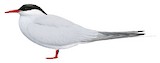 Arctic Tern Illustration