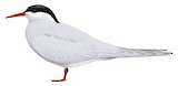 Antarctic Tern Illustration