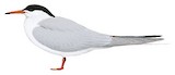 Forster's Tern Illustration