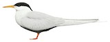 Black-bellied Tern Illustration