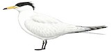 Chinese Crested Tern Illustration