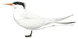 Elegant Tern Illustration