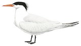 Royal Tern Illustration