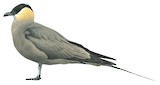 Long-tailed Jaeger Illustration