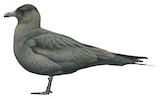 Parasitic Jaeger Illustration