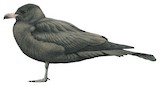 Pomarine Jaeger Illustration