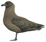 South Polar Skua Illustration