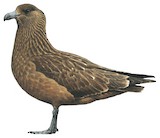 Brown Skua Illustration