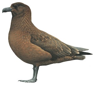 Stercorarius antarcticus hamiltoni