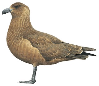 Stercorarius antarcticus lonnbergi