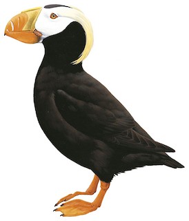 Tufted Puffin - eBird