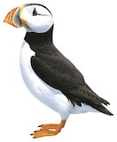 Atlantic Puffin Illustration