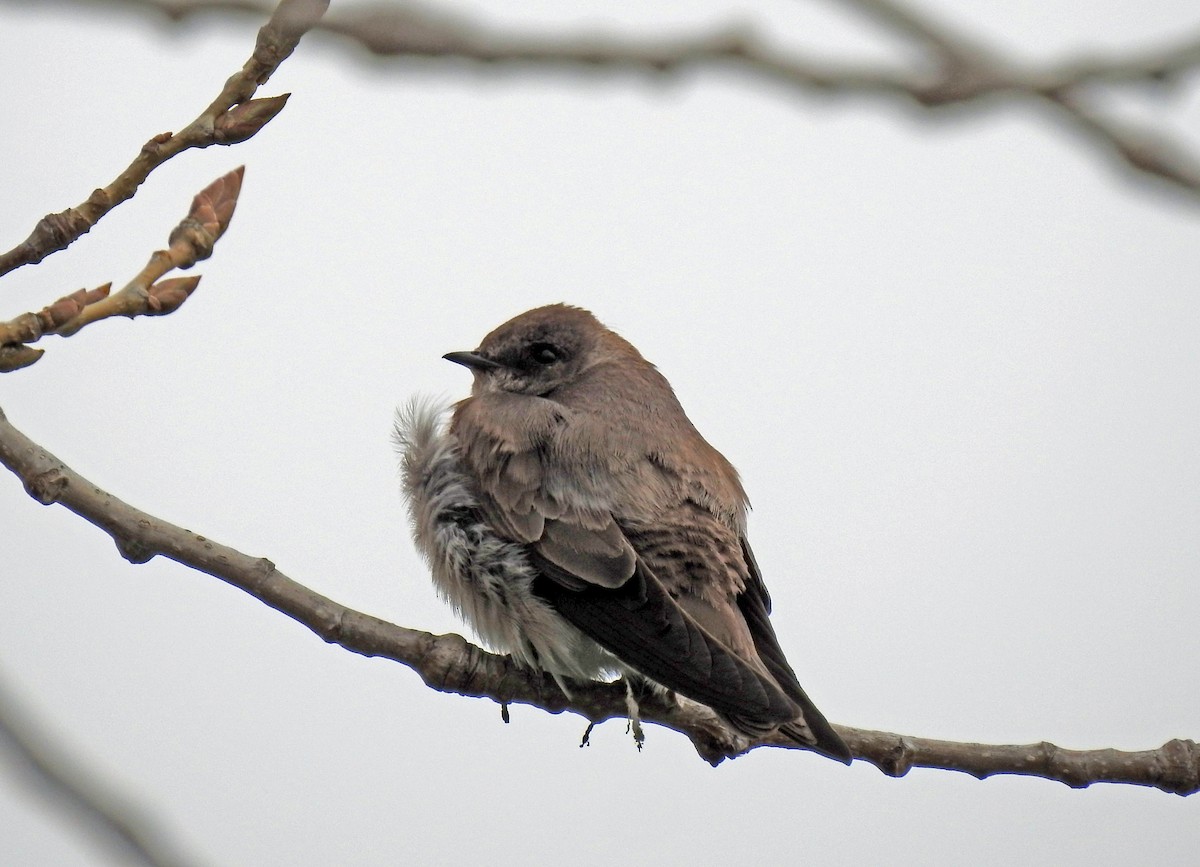 Northern Rough-winged Swallow - ML151490421