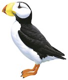 Horned Puffin Illustration