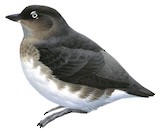 Cassin's Auklet Illustration