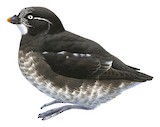 Least Auklet Illustration