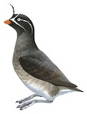 Whiskered Auklet Illustration