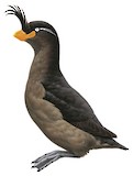 Crested Auklet Illustration