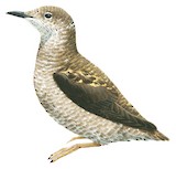 Long-billed Murrelet Illustration