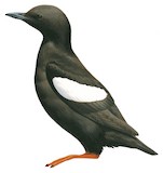 Black Guillemot Illustration